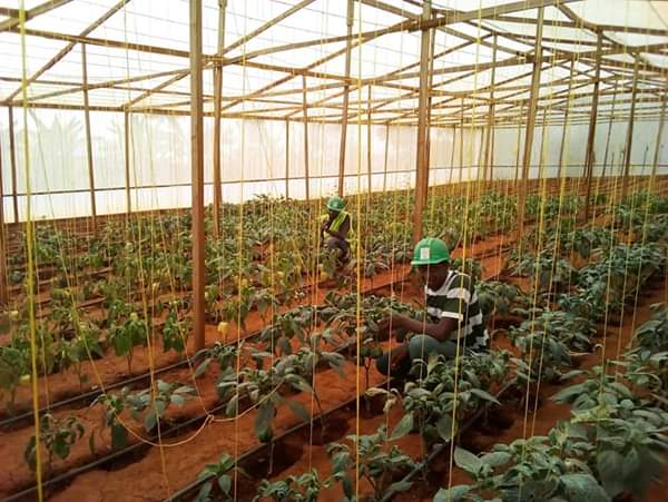 Bansa Farms greenhouse with pepper crops under cultivation